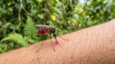Dengue y sus sintomas en chile